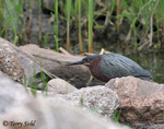 Green Heron 2 - Butorides virescens