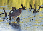 Green Heron 3 - Butorides virescens