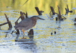 Green Heron 4 - Butorides virescens
