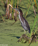 Green Heron 5 - Butorides virescens