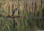 Green Heron 6 - Butorides virescens