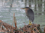 Green Heron 7 - Butorides virescens