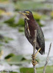Green Heron 8 - Butorides virescens