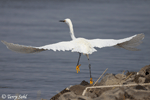 Snowy Egret 11 - Egretta thula