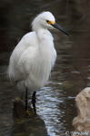 Snowy Egret 12 - Egretta thula