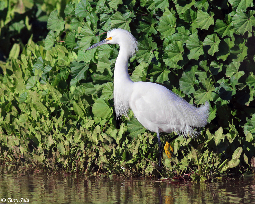 Snowy Egret - Egretta thula