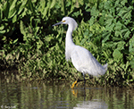 Snowy Egret 18 - Egretta thula
