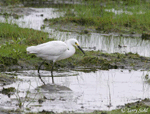 Snowy Egret 3 - Egretta thula