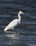 Snowy Egret 5 - Egretta thula