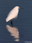 Snowy Egret 6 - Egretta thula
