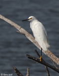 Snowy Egret 8 - Egretta thula