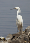 Snowy Egret 9 - Egretta thula