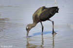 White-faced Ibis - Plegadis chihi