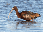White-faced Ibis 15 - Larus delawarensis