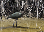 White-faced Ibis 8 - Larus delawarensis