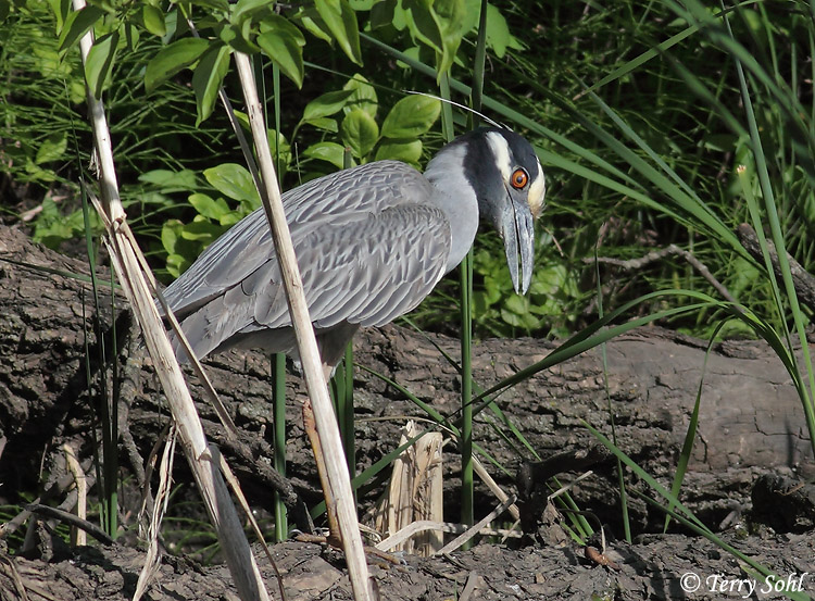 Yellow-crowned Night-heron - Nyctanassa violacea