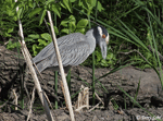 Yellow-crowned Night-heron - Nyctanassa violacea