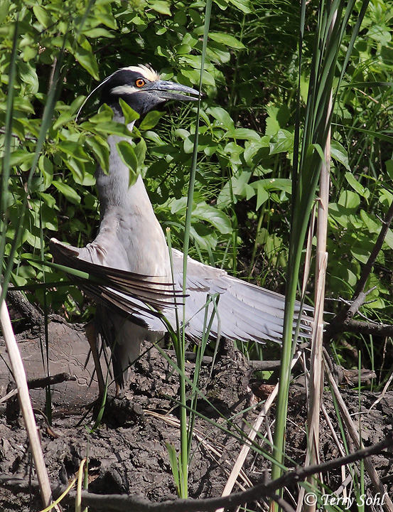 Yellow-crowned Night-heron - Nyctanassa violacea