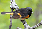 American Redstart 13 - Setophaga ruticilla