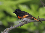 American Redstart 1 - Setophaga ruticilla