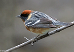 Bay-breasted Warbler 4 - Setophaga castanea