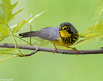 Canada Warbler 4 - Cardellina canadensis