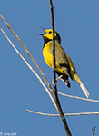 Hooded Warbler photo 2