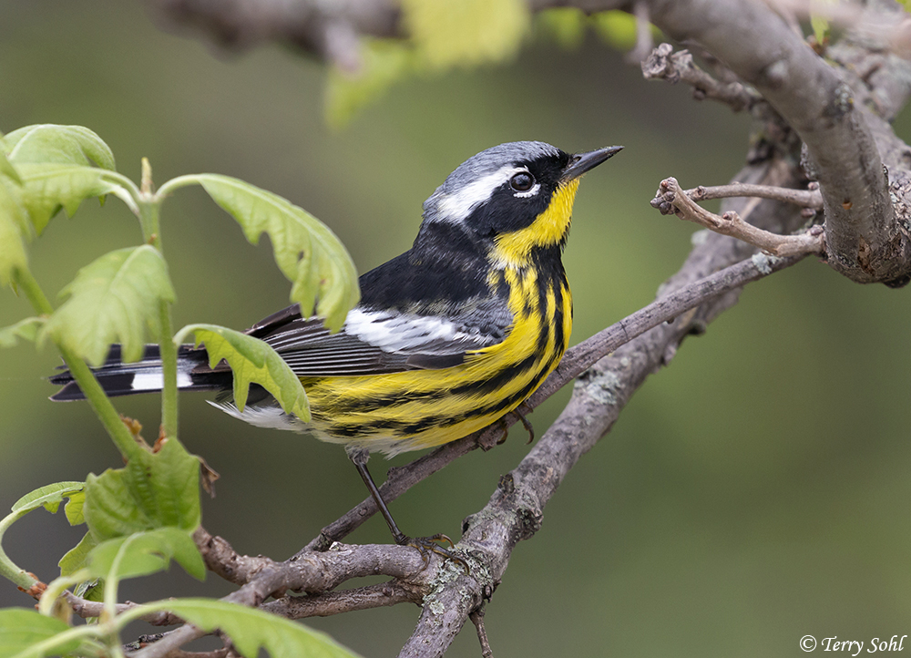 Magnolia Warbler - Setophaga magnolia