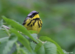 Magnolia Warbler photo 4