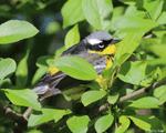 Magnolia Warbler photo 8