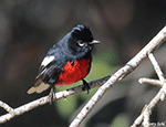 Painted Redstart 2 - Myioborus pictus