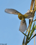 Pine Warbler photo 1