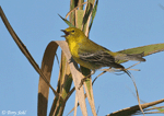 Pine Warbler photo 2