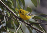 Pine Warbler photo 3