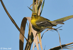 Pine Warbler photo 4