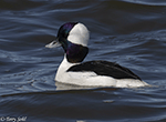 Bufflehead 19 - Bucephala albeola