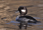 Bufflehead 4 - Bucephala albeola