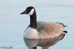 Canada Goose 15 - Branta canadensis