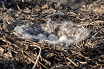 Canada Goose 16 - Branta canadensis