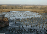 Canada Goose 4 - Branta canadensis