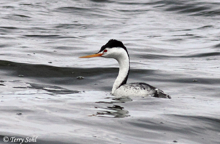 Clark's Grebe - Aechmophorus clarkii