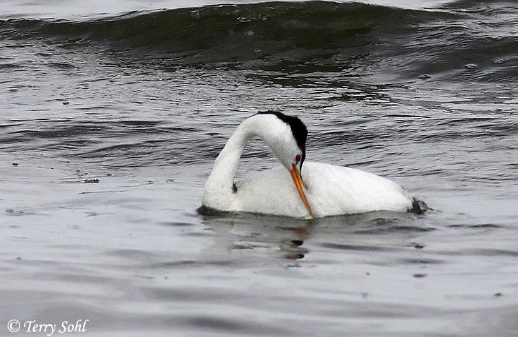 Clark's Grebe - Aechmophorus clarkii