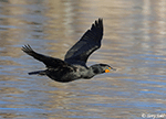 Double-crested Cormorant 17 - Phalacrocorax auritus