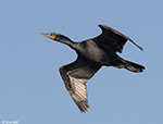 Double-crested Cormorant 19 - Phalacrocorax auritus