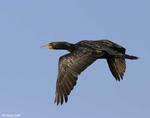 Double-crested Cormorant 3 - Phalacrocorax auritus
