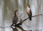 Double-crested Cormorant 4 - Phalacrocorax auritus