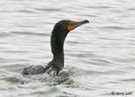 Double-crested Cormorant 5 - Phalacrocorax auritus