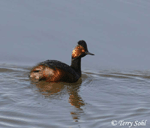Eared Grebe - Podiceps nigricollis