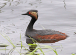 Eared Grebe - Podiceps nigricollis