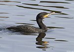 Great Cormorant 5 - Phalacrocorax carbo